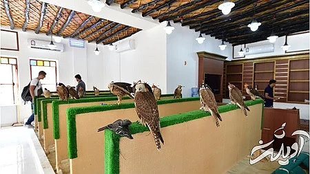 سوق شاهین از مکان های گردشگری قطر بهترین تفریحات قطر, موزه ملی قطر, پارک های قطر